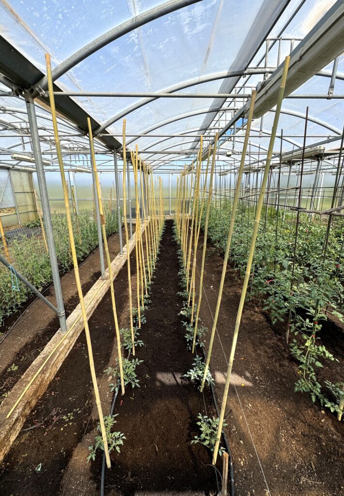 I filari di pomodori nella serra del nostro orto di Lumellogno, con le piante giovani legate alle canne di bambu e l'ala gocciolante lungo il terreno